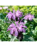 Monarda didyma Блю Мун у період цвітіння